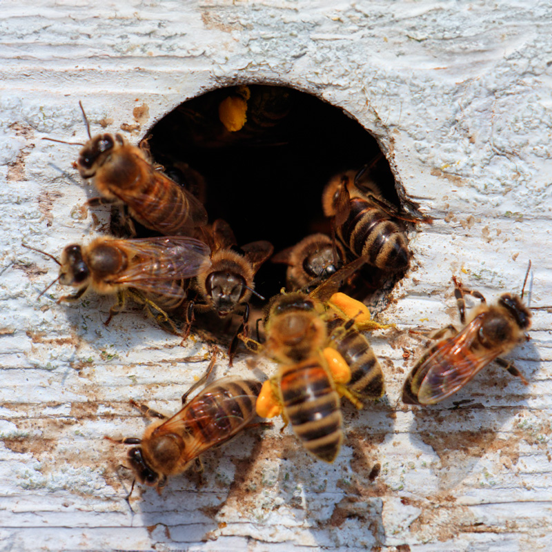 Les habitants de la ruche