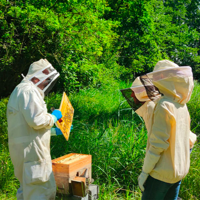 Visite de ruches