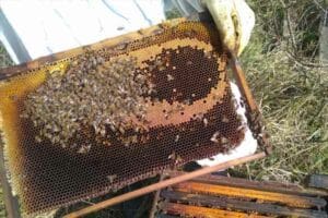 formation apiculture maladies apiaires